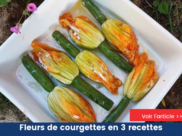 Les fleurs de courgette : 3 recettes irrésistibles à essayer